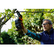 Perche élagueuse Worx WG324E.9